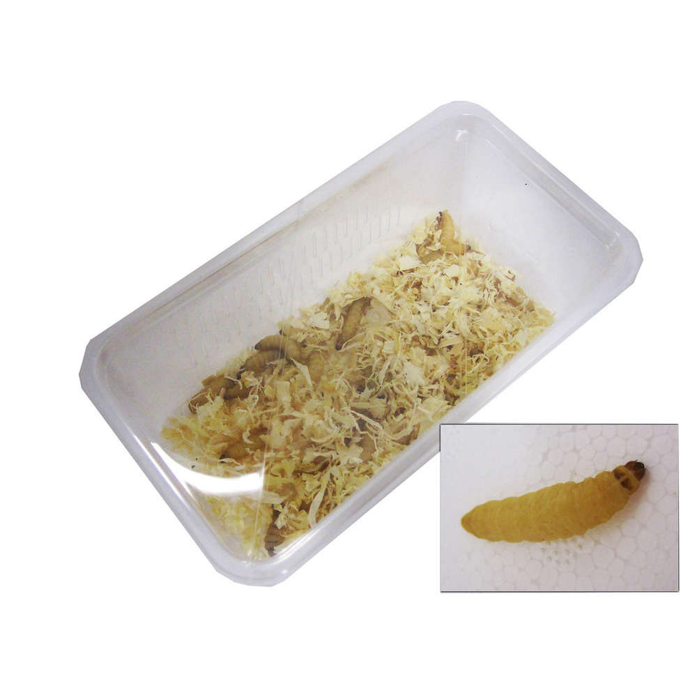 Teignes de ruche pour alimentation reptiles, 50 pièces