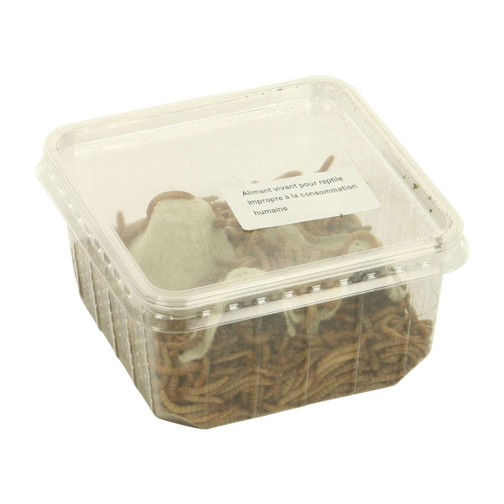 Vers de farine pour alimentation reptiles, 100 gr