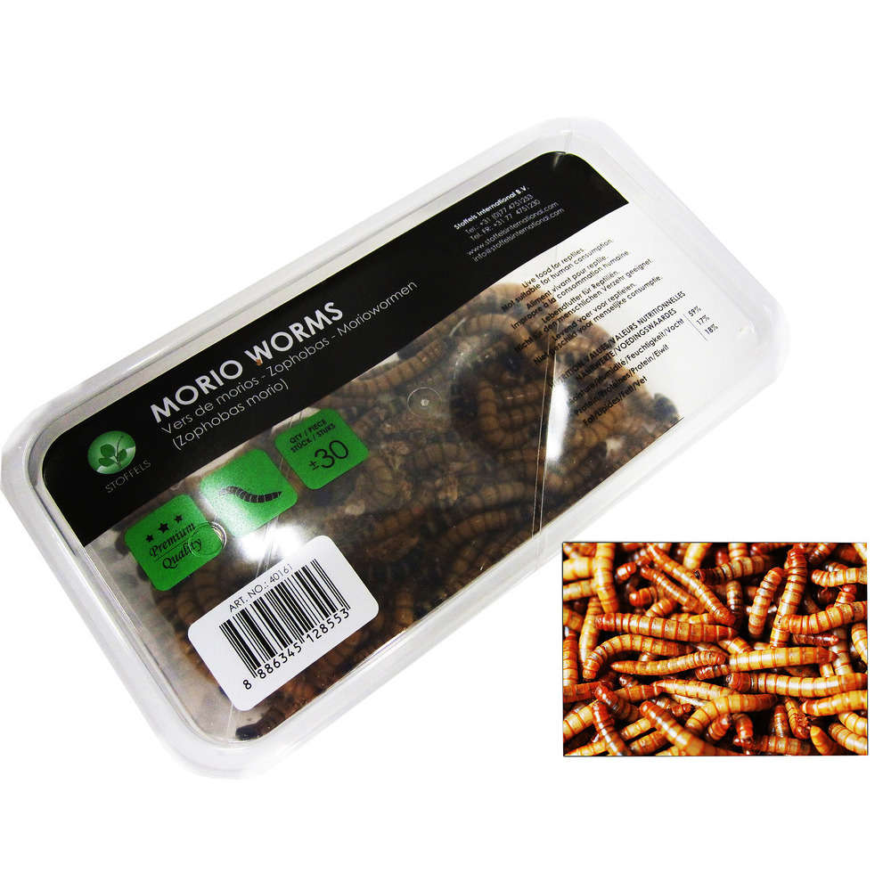 Zophobas Morios pour alimentation reptiles, 50 gr