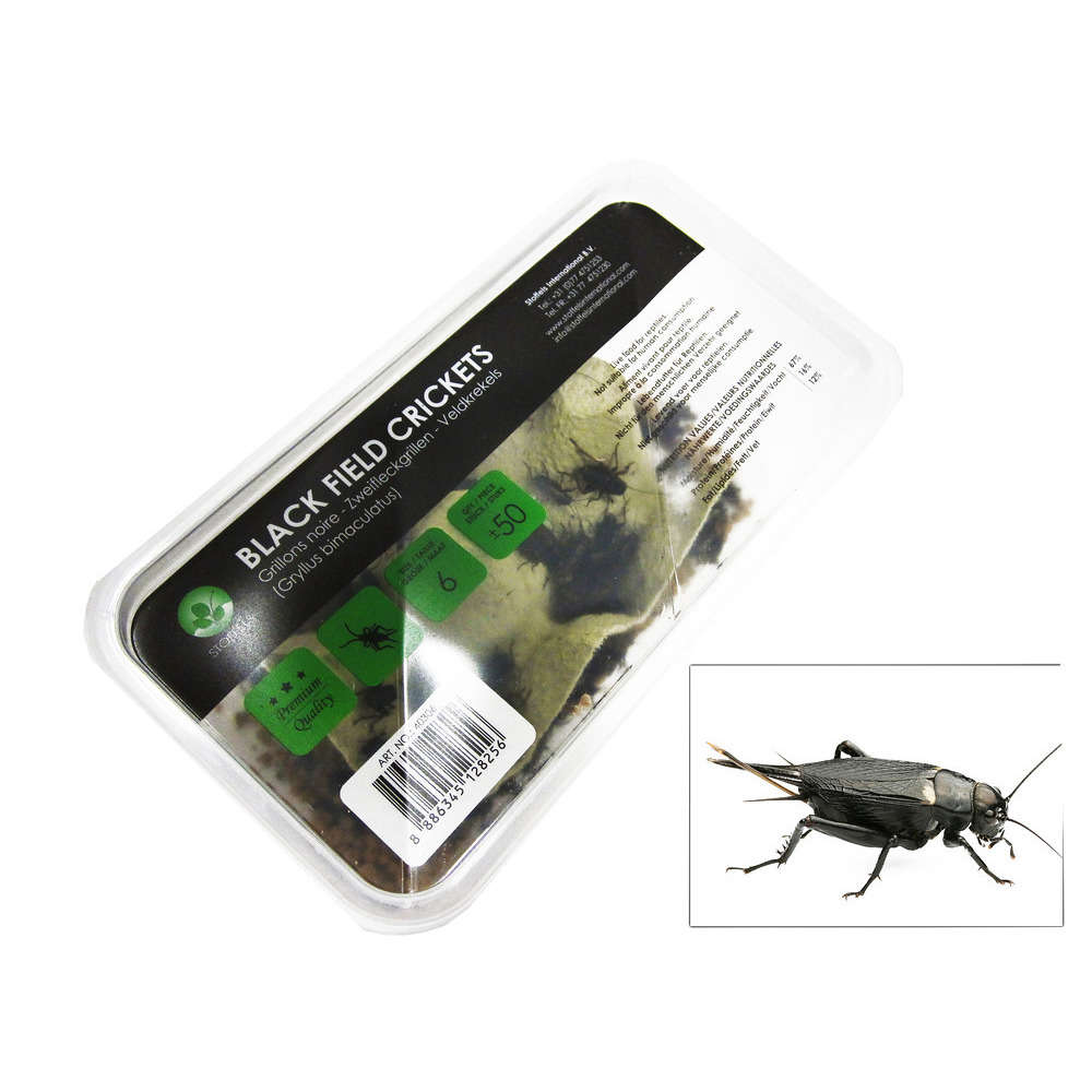 Grillons noirs alimentation reptiles, taille M, environ 40 pièces