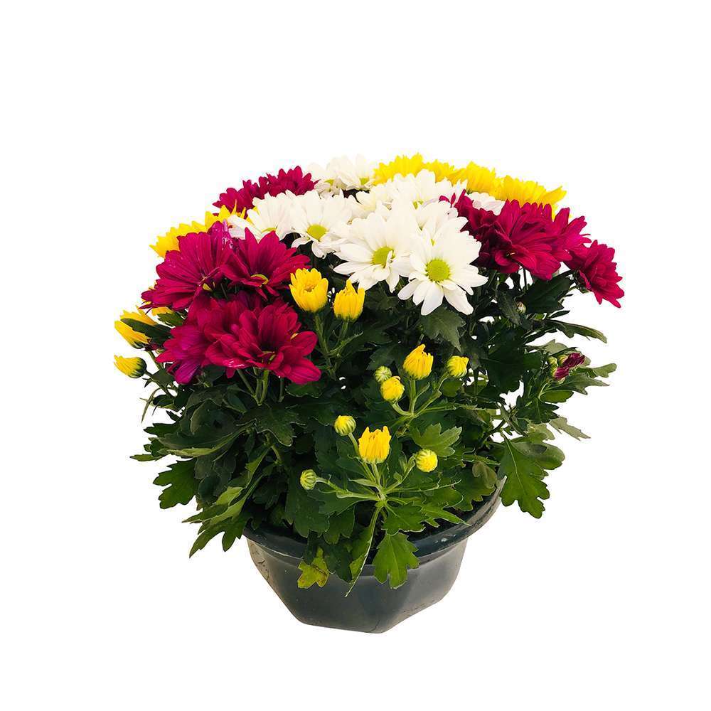 ChrysanthÃšme multifleur:carrousel coupe D27cm