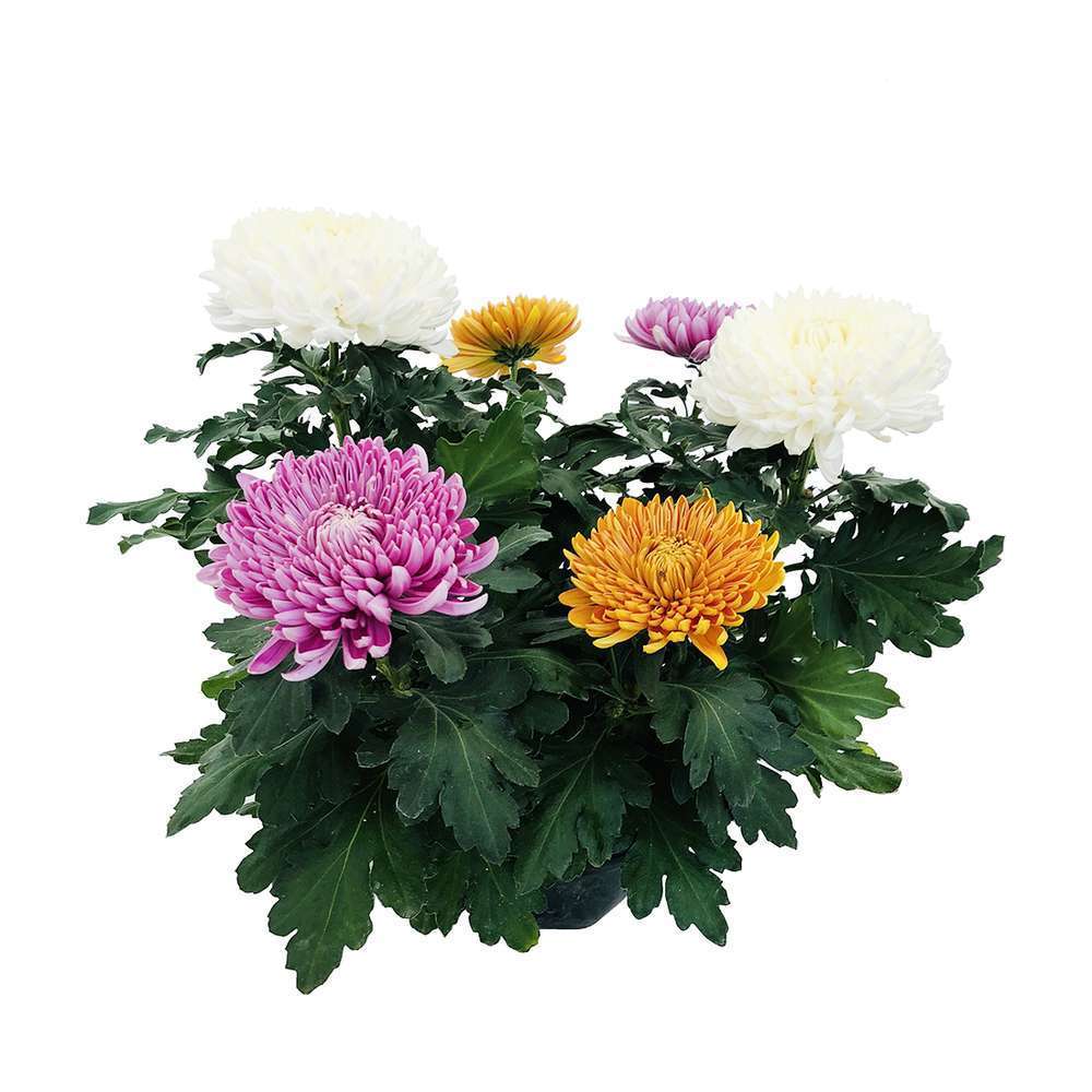 Chrysantheme Uniflore 6 Fleurs Grosses Tetes Carrousel Coupe Truffaut
