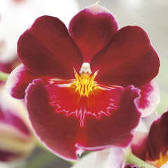 Orchidée Miltonia 4 tiges - pot D.12 cm