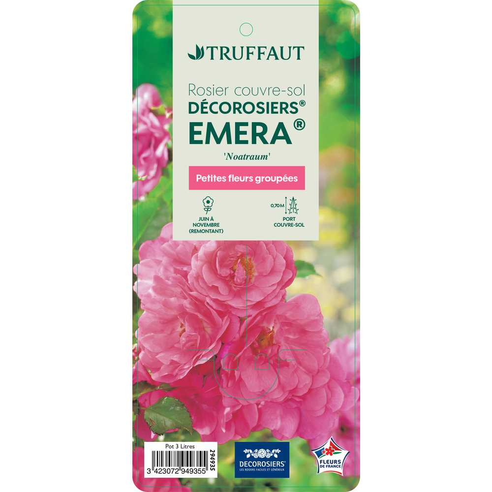 Rosier couvre-sol Décorosiers® 'Kadora® (Noa83100b) : pot de 3 litres