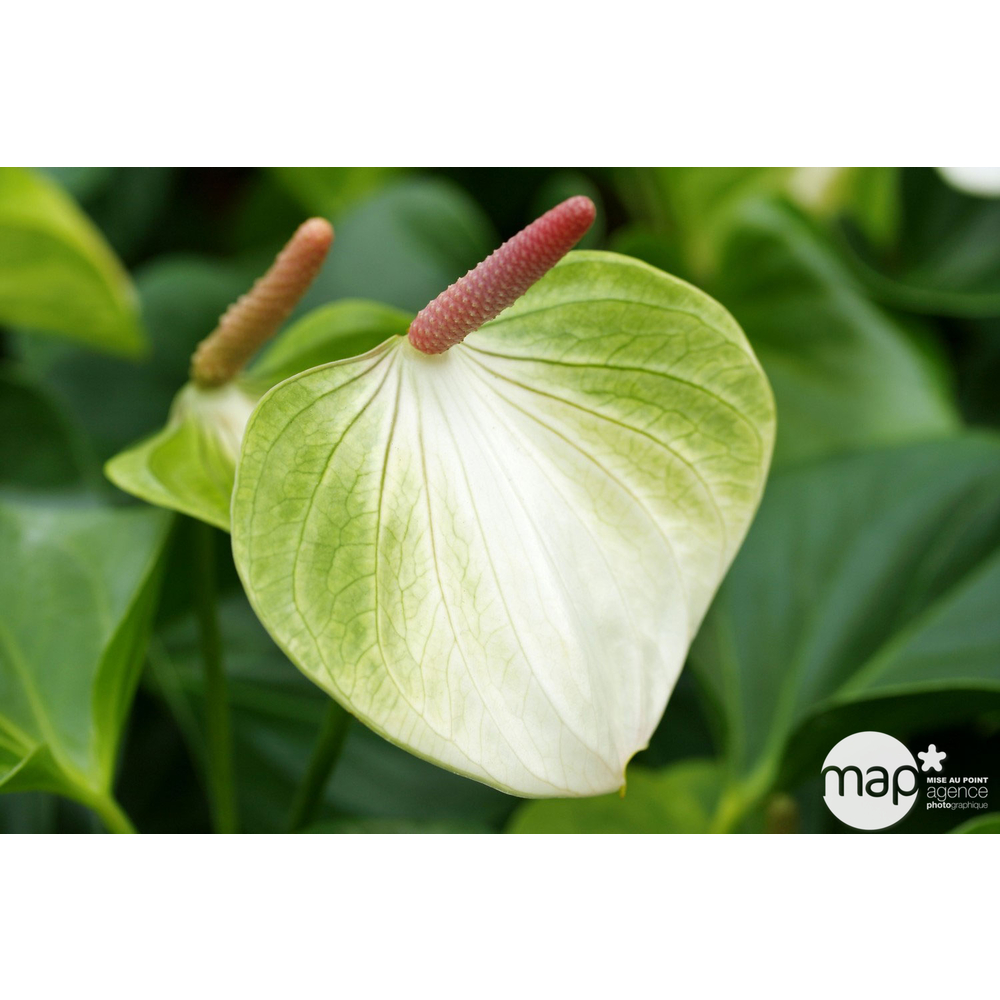 Anthurium : plante Ø12cm H.35cm 4/5 fleurs pot