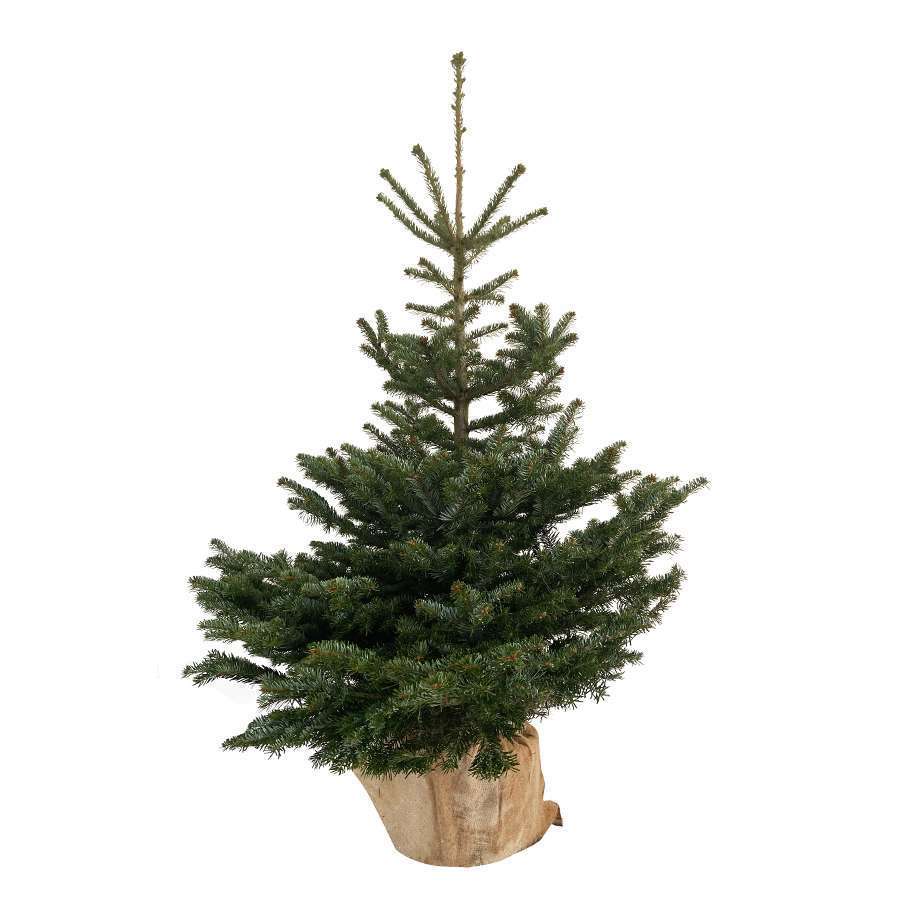 Sapin naturel Nordmann 100/125 cm 