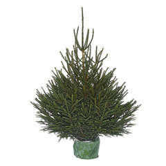 Sapin de Noël naturel Picea excelsa : 150/175 cm - C.10 litres en pot