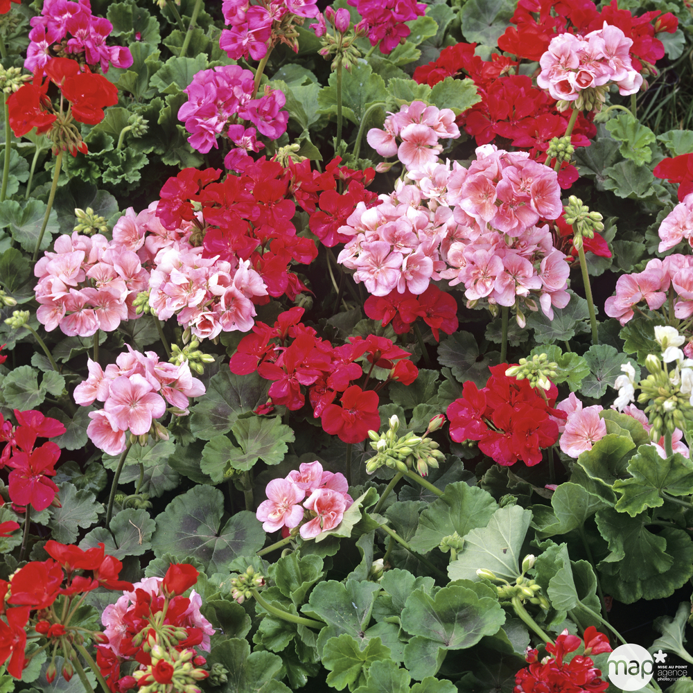 Géranium zonale : plateau de 6 plants en pots Ø 10,5 cm