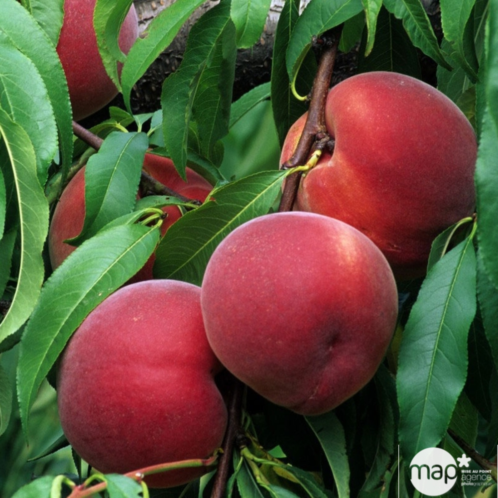 Pêcher Reine des Vergers en gobelet 2 ans d'âge - pot 7,5L