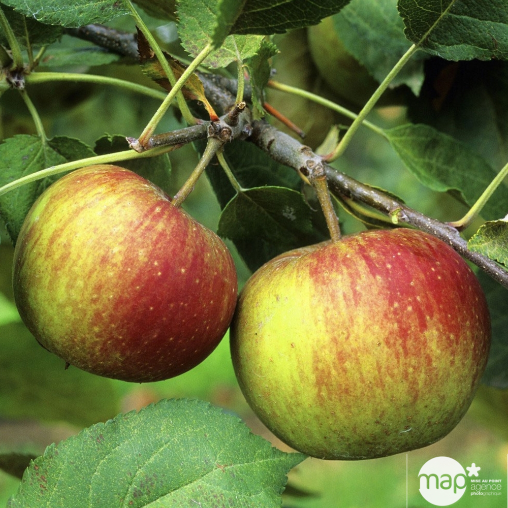 Pommier Belle de Boskoop en gobelet 2 ans d'âge - pot 7.5L