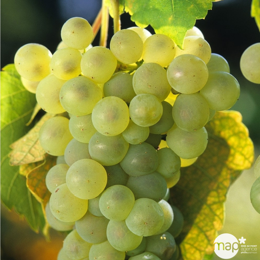 Vigne 'Chasselas Doré' : pot de 3 litres