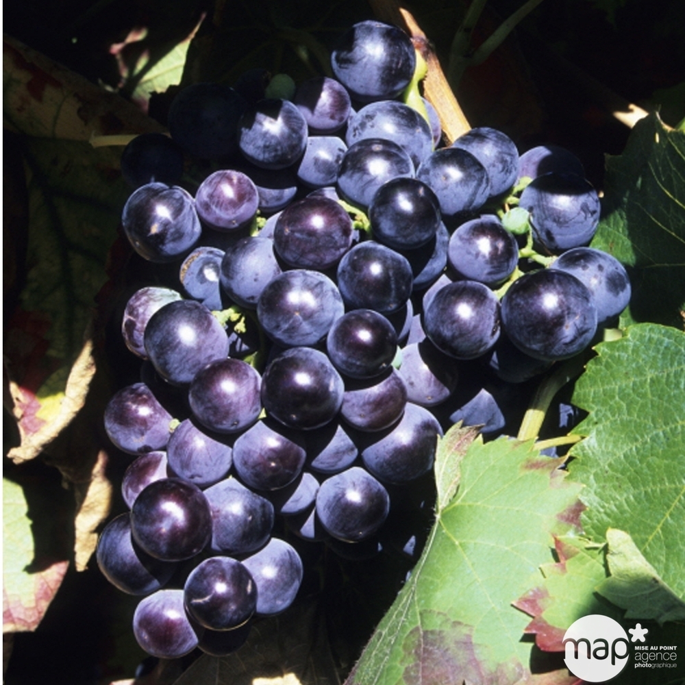 Vigne 'Alphonse Lavallée' : pot de 3 litres