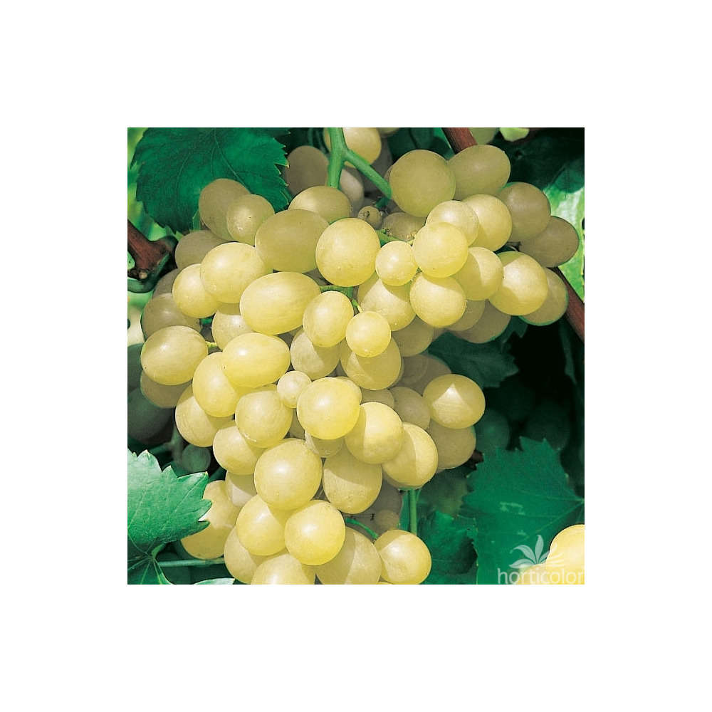 Vigne 'Sultanine' : pot de 3 litres