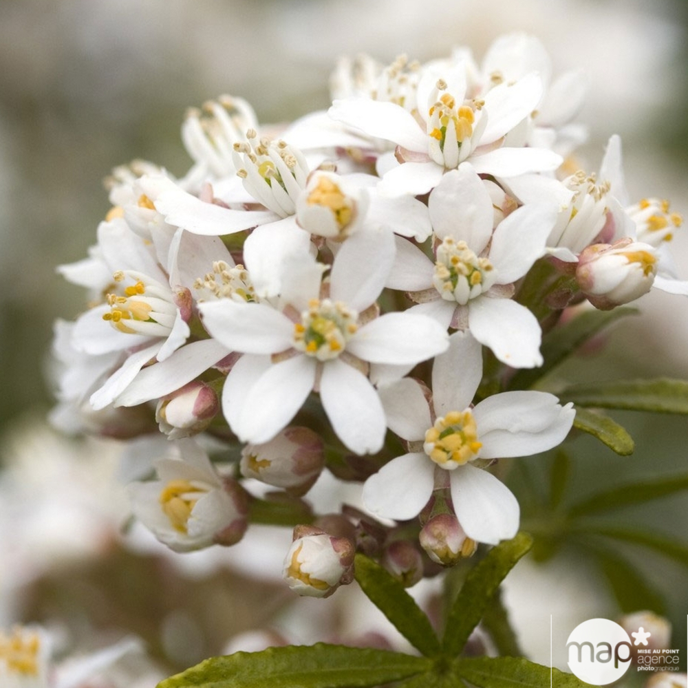 Choisya Ternata White Dazzler : 3L