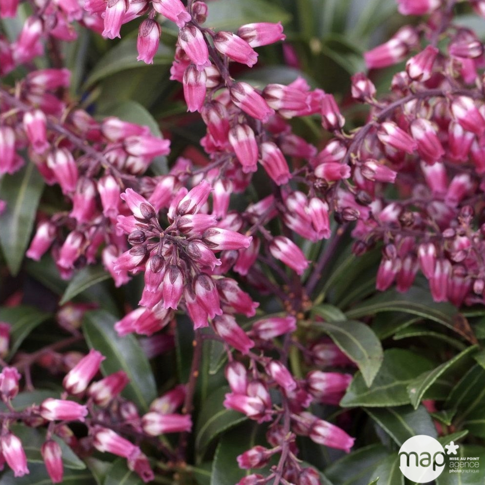 Pieris japonica ' Passion' : conteneur 5 litres