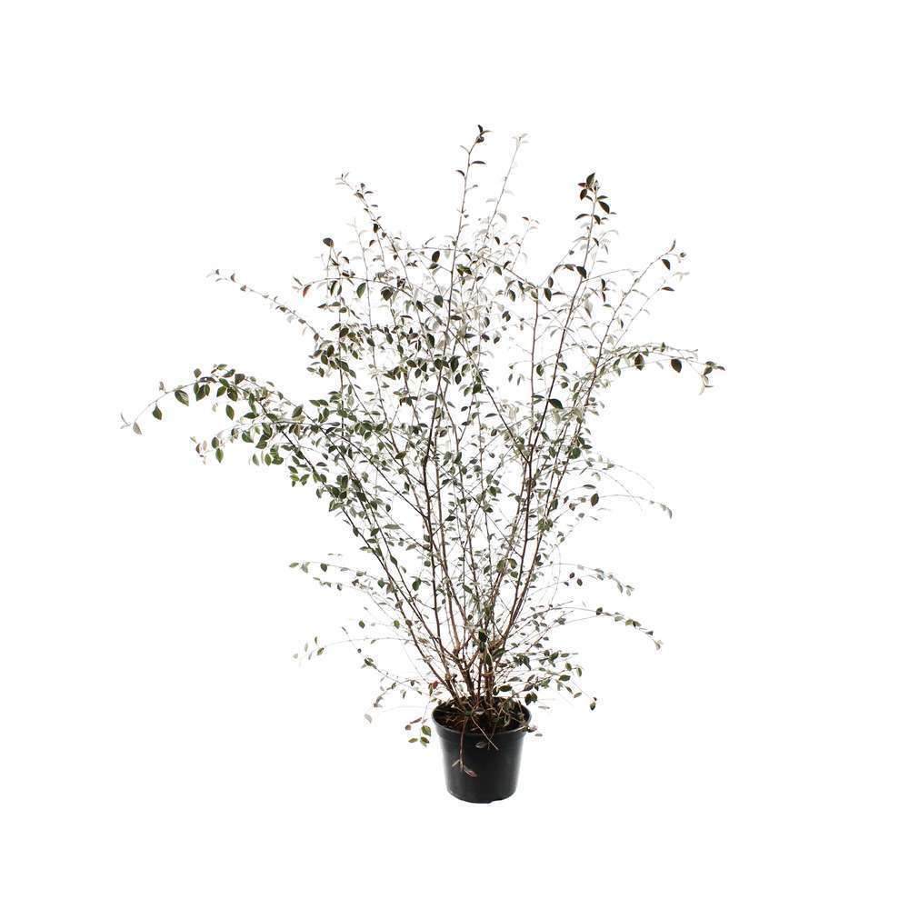 Cotoneaster franchetti :touffe ctr 5 litres