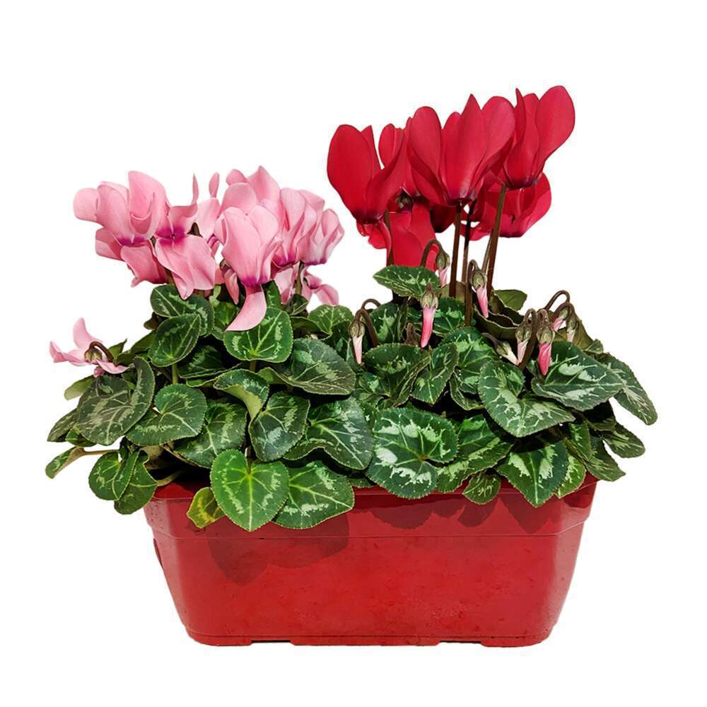 Mini cyclamen: jardiniÃšre de 25cm
