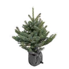 Sapin de Noël naturel Picea pungens : 80/100 cm - C.10 litres en pot