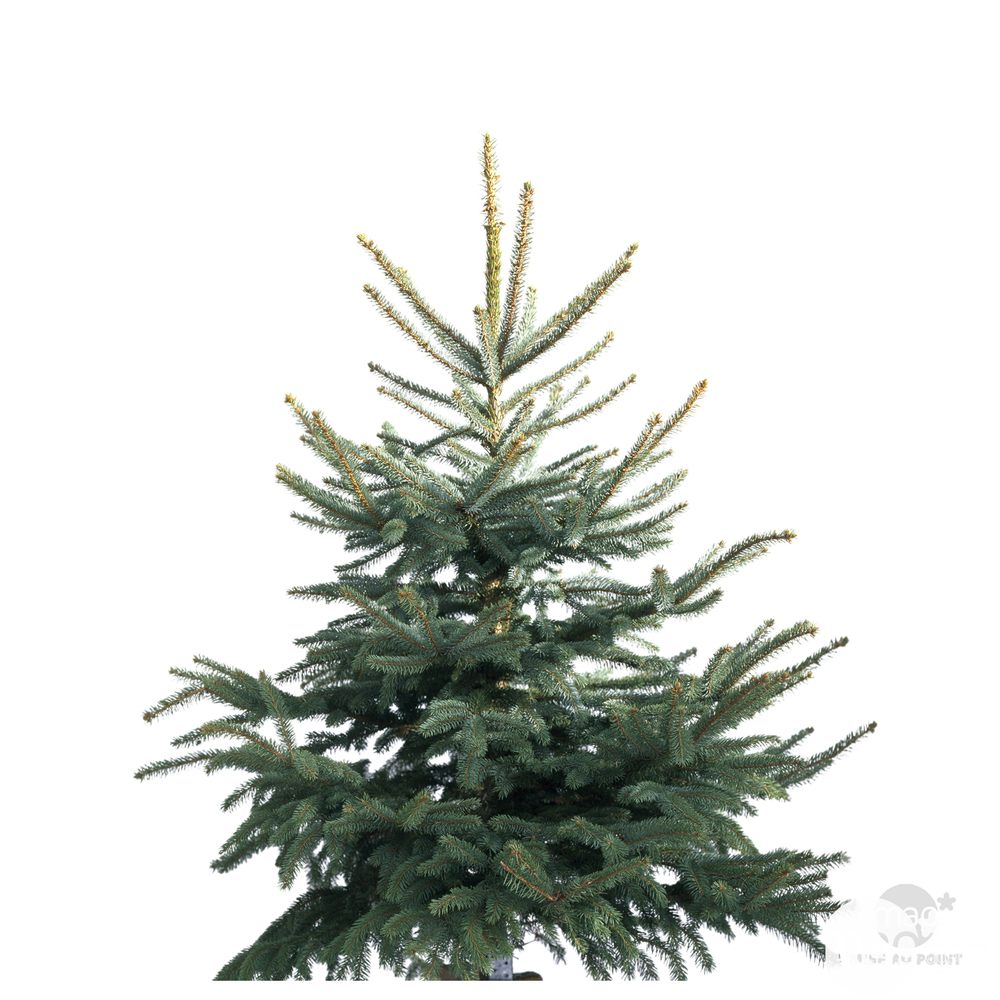 Sapin de Noël naturel, Picea Pungens 100/150 cm avec poche