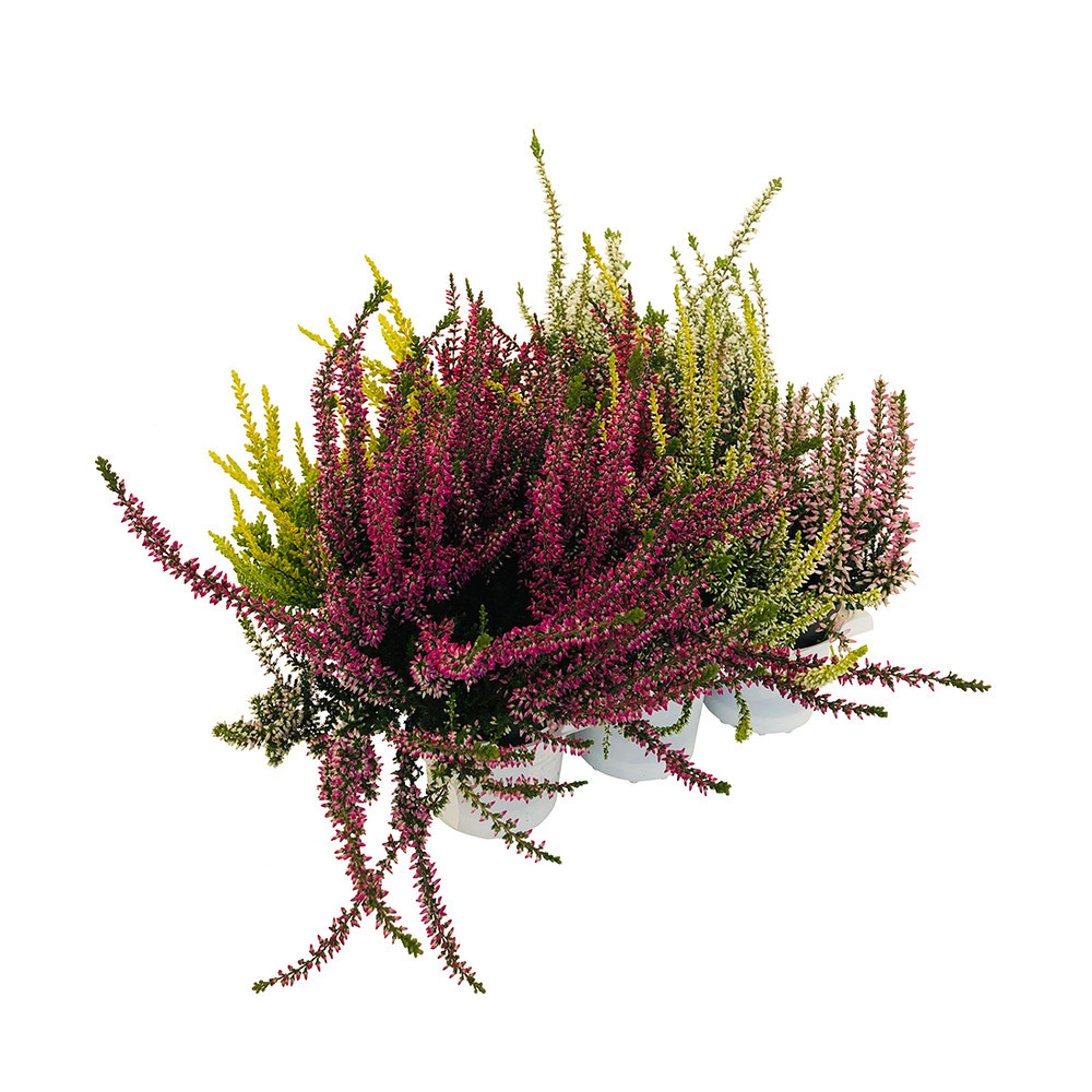 Calluna- Barquette de 6 plants + anse