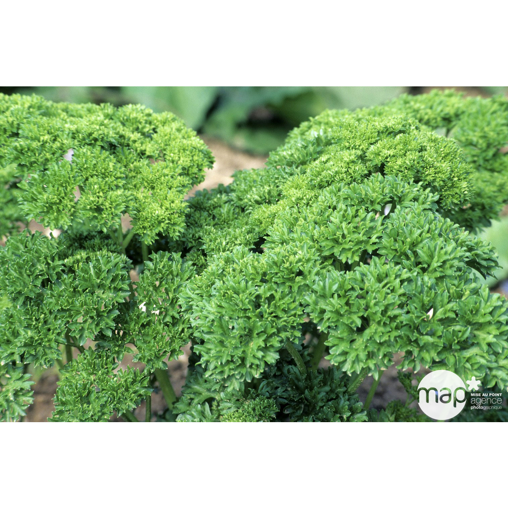 Persil frisé : pot 0,5L