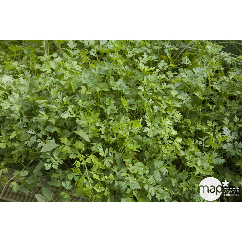 Persil plat : pot 0,5L