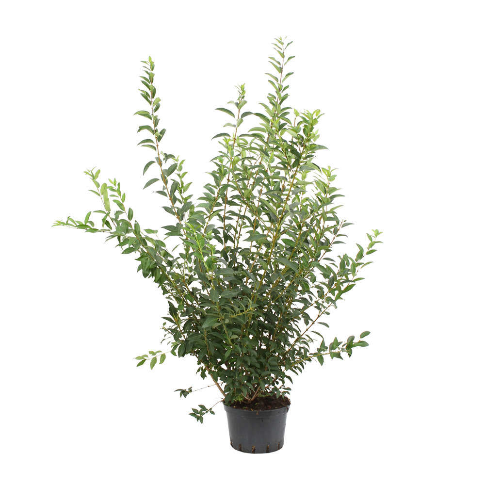 Forsythia x intermedia' Lynwood ' : H 100/125 cm ctr 12 litres.