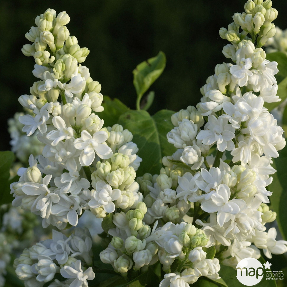 Syringa varié Pot 15L