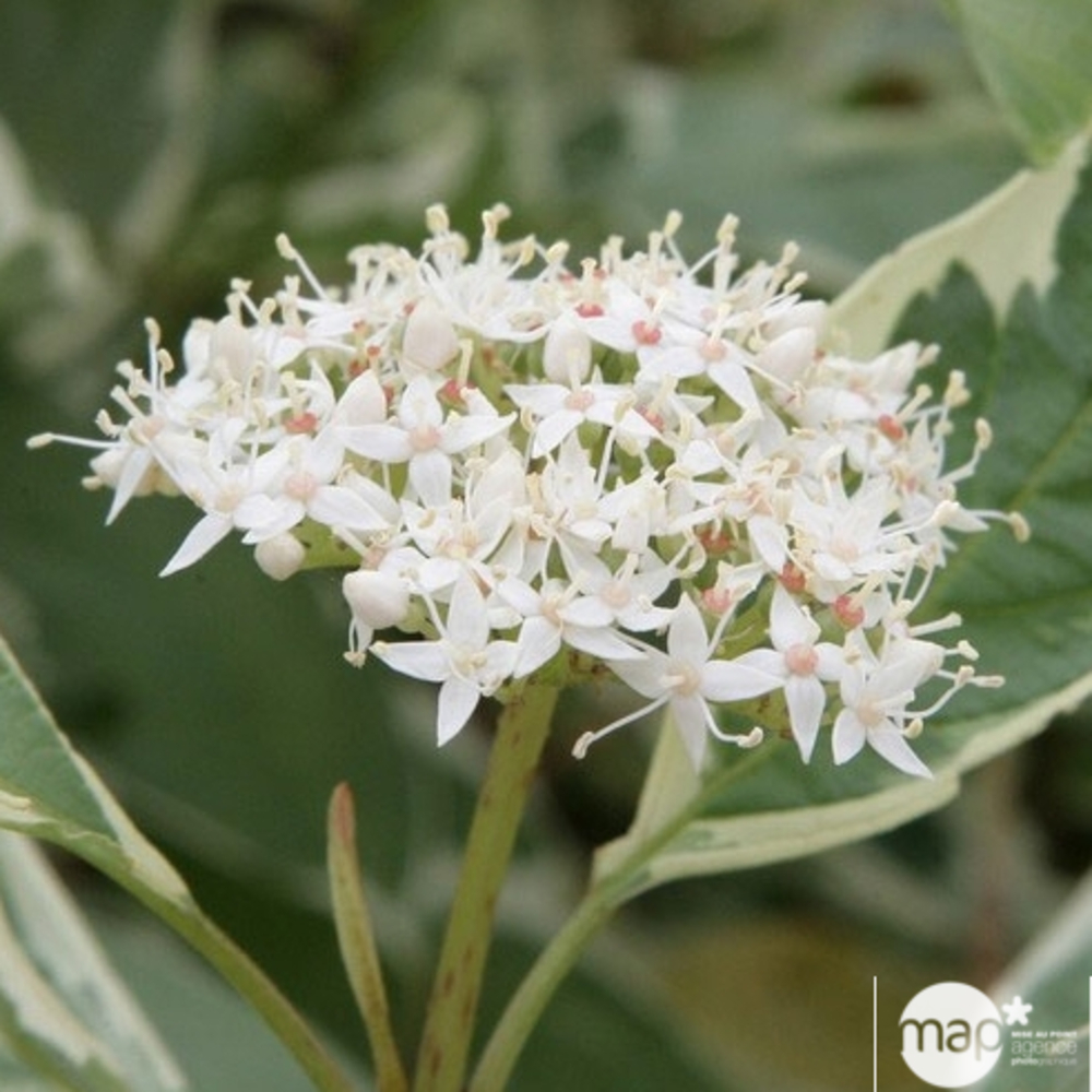 Cornus alba Elegantissima : H.100/125 cm : conteneur 15 litres