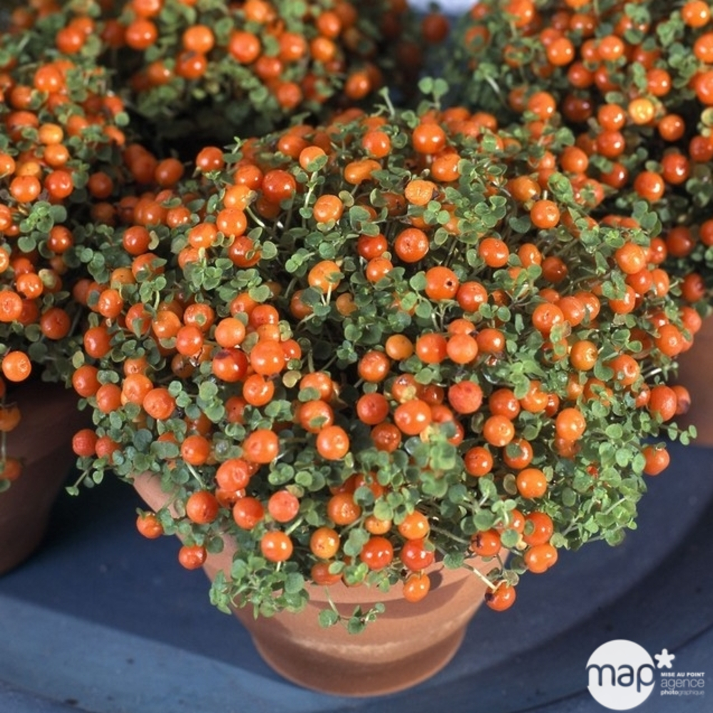 Baie-de-corail : Pot Ø 8cm