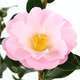 Camellia 'Nicky Crisp' : H 60/70 cm, ctr 8 Litres