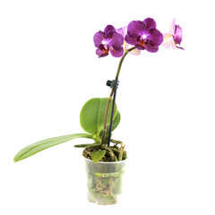 Orchidées miniatures en pot