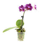 Orchidée Phalaenopsis 1 tige - pot D.6 cm