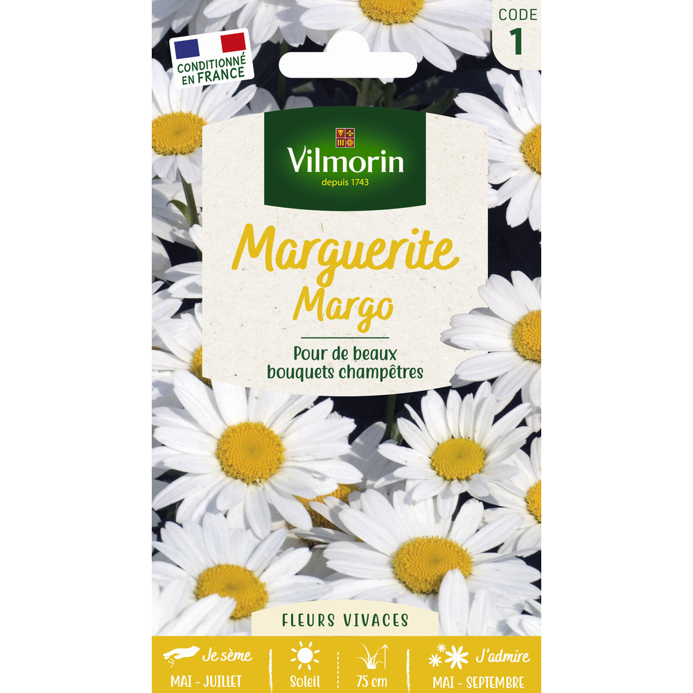 Chrysanthème Grande marguerite Margo : en sachet