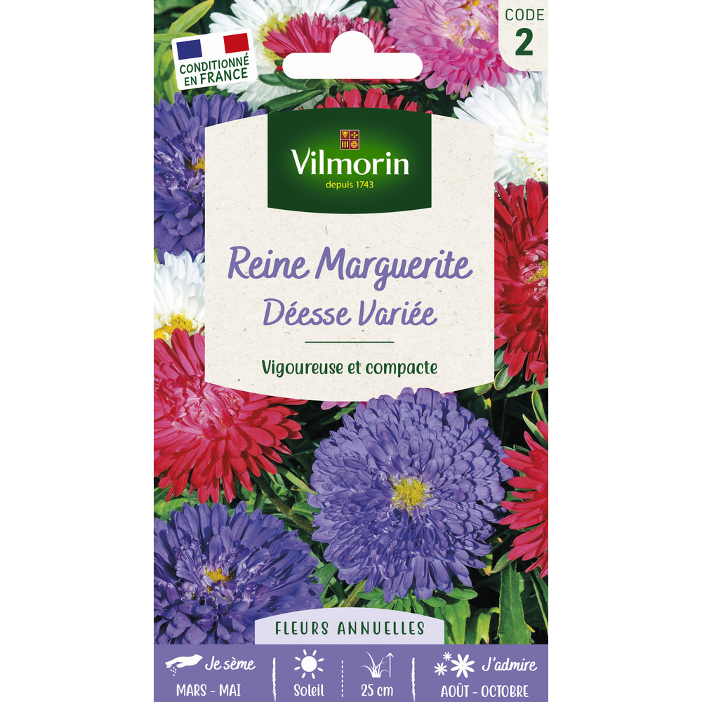 Reine-marguerite naine Déesse variée : en sachet