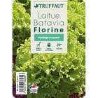 Laitue batavia florine: 12 plants