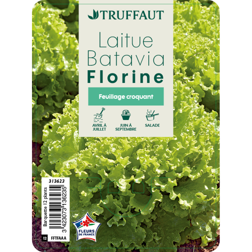 Laitue batavia florine: 12 plants