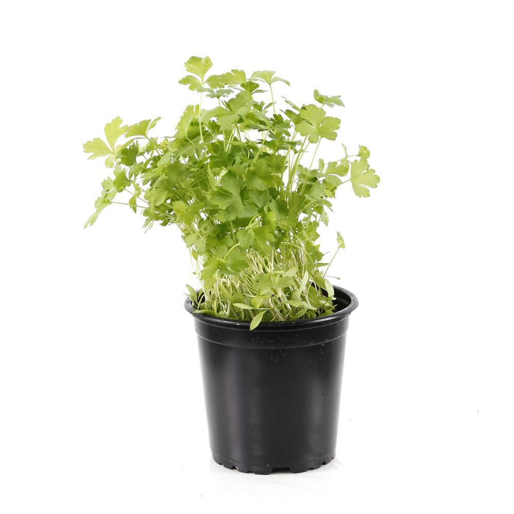 Plant de persil plat bio : pot de 0,75 litre