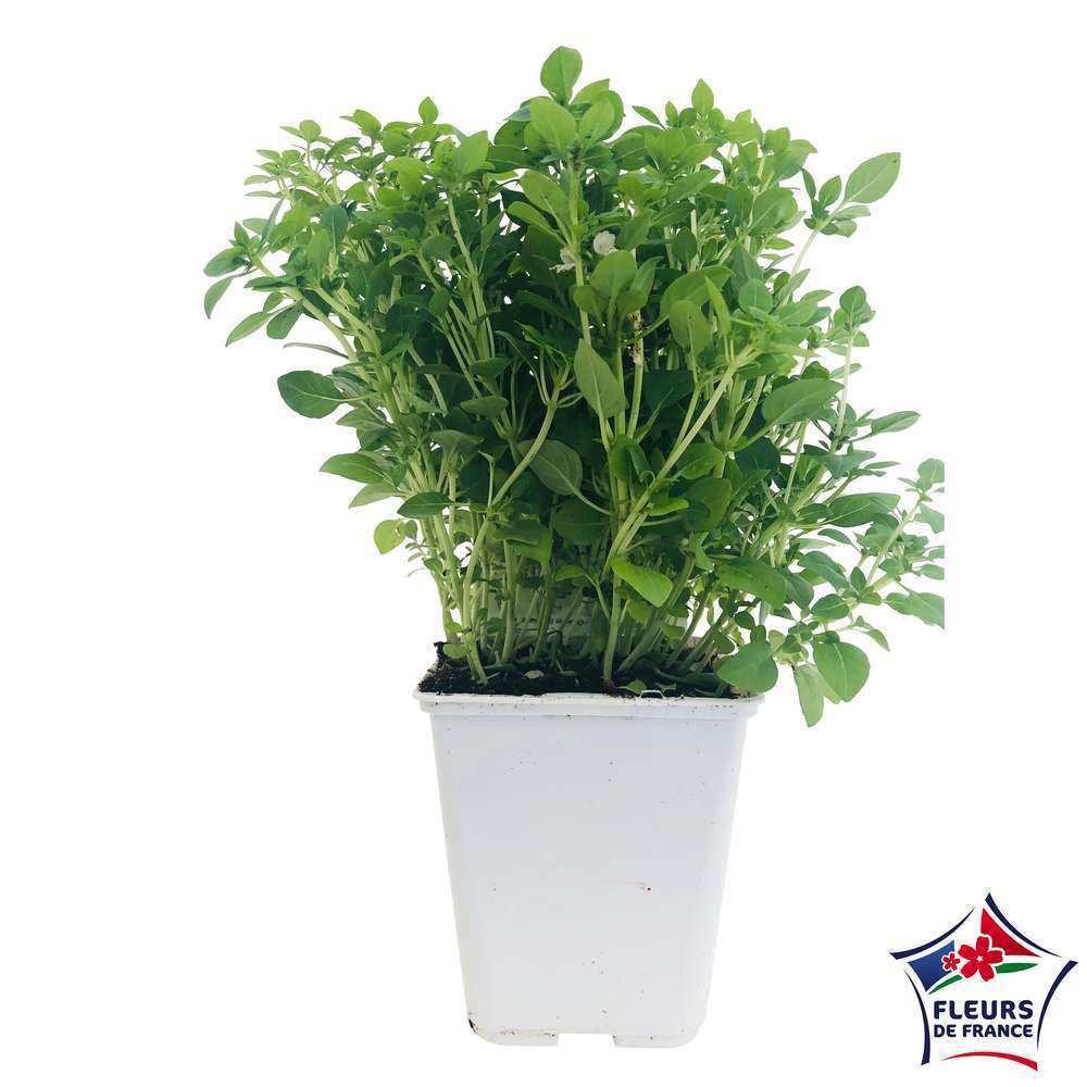 Plant de basilic fin vert bio : pot de 0,75 litre