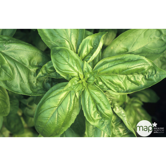 Plant de basilic grandes feuilles bio : pot de 0,75 litre