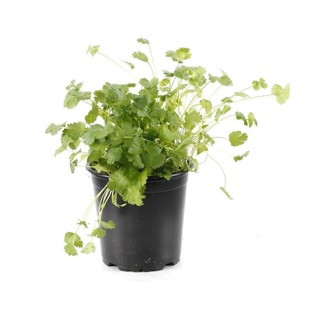 Plant de coriandre bio : pot de 0,75 litre