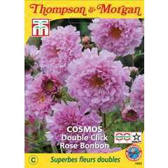 Cosmos double rose Thompson Et Morgan | Truffaut