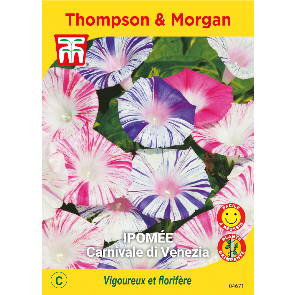 Ipomée carnevale di venezia