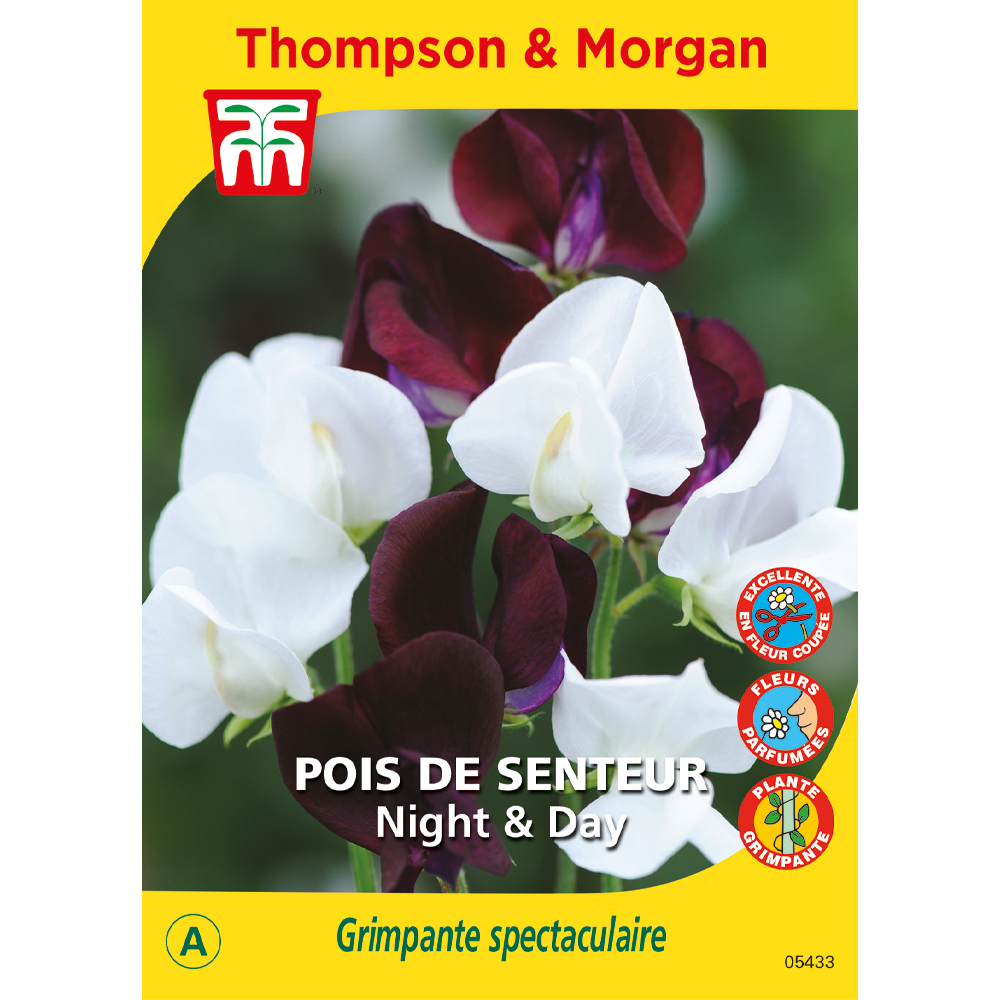 pois de senteur night & day