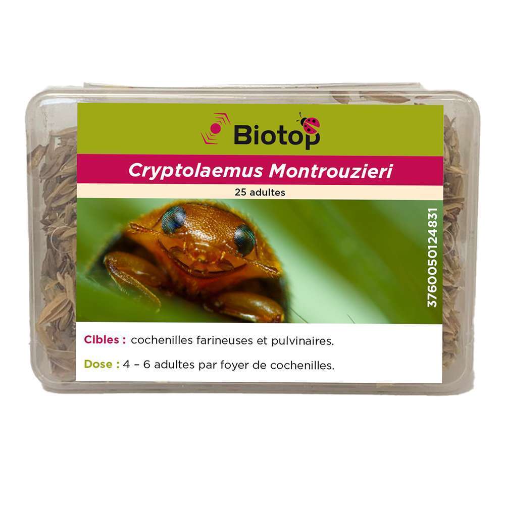 Coccinelle Cryptolæmus Montrouzieri, 25 adultes anti-cochenilles