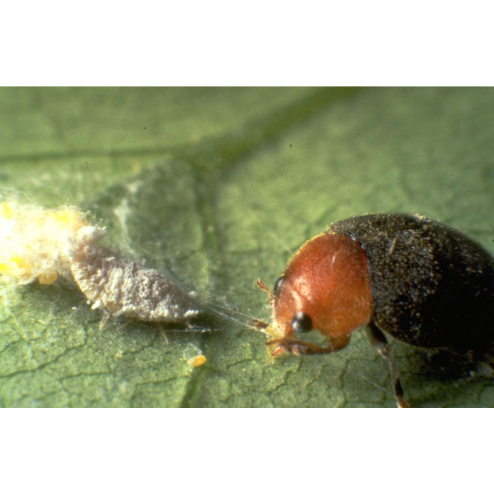 Coccinelle Cryptolæmus Montrouzieri, 25 adultes anti-cochenilles