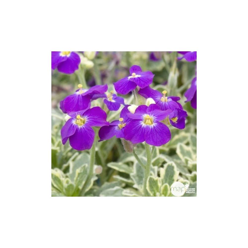 Aubriète panachée : godet vert