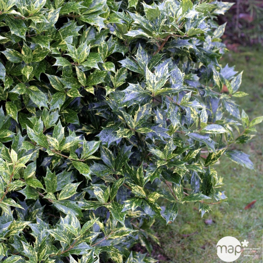 Osmanthus heterophyllus 'Goshiki' (='Tricolor') : touffe ctr 4,5L