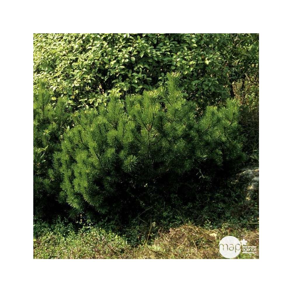 Pinus mugo Mughus ctr 4,5L