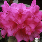 Rhododendron X 'Anna Rose Whitney' - Pot 80L.